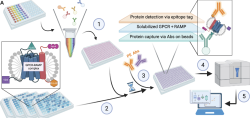 GPCR_RAMP.PNG