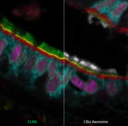 News image of the month Oktober 2024 CLXN merge.PNG